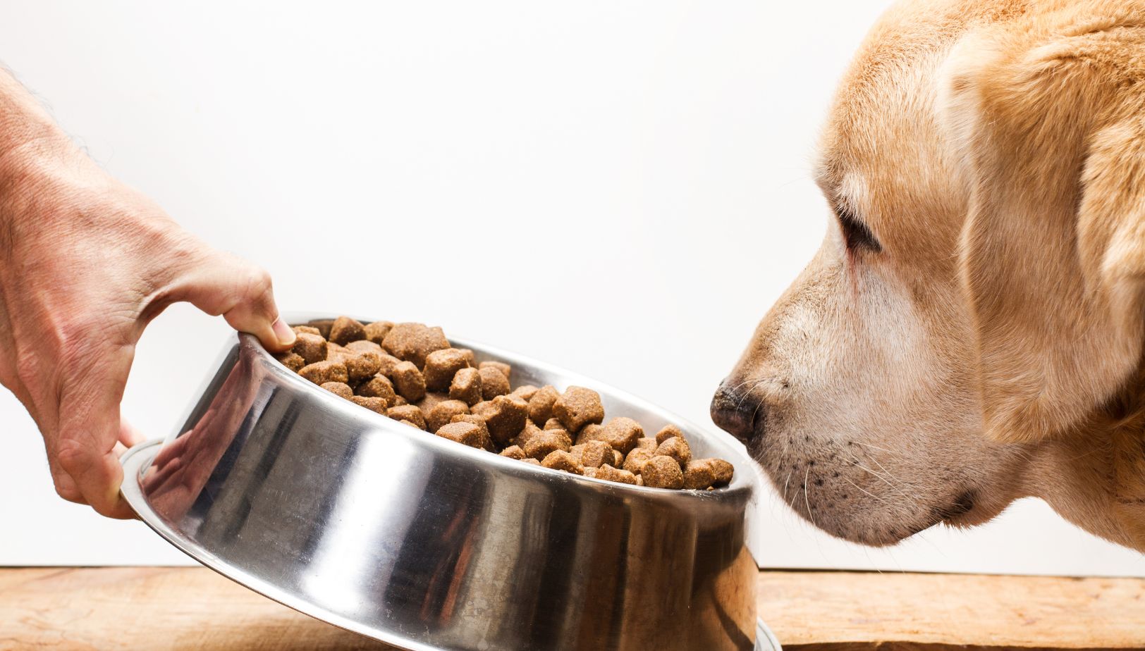 Croquettes Cesar pour chien : composition et avis veterinaire