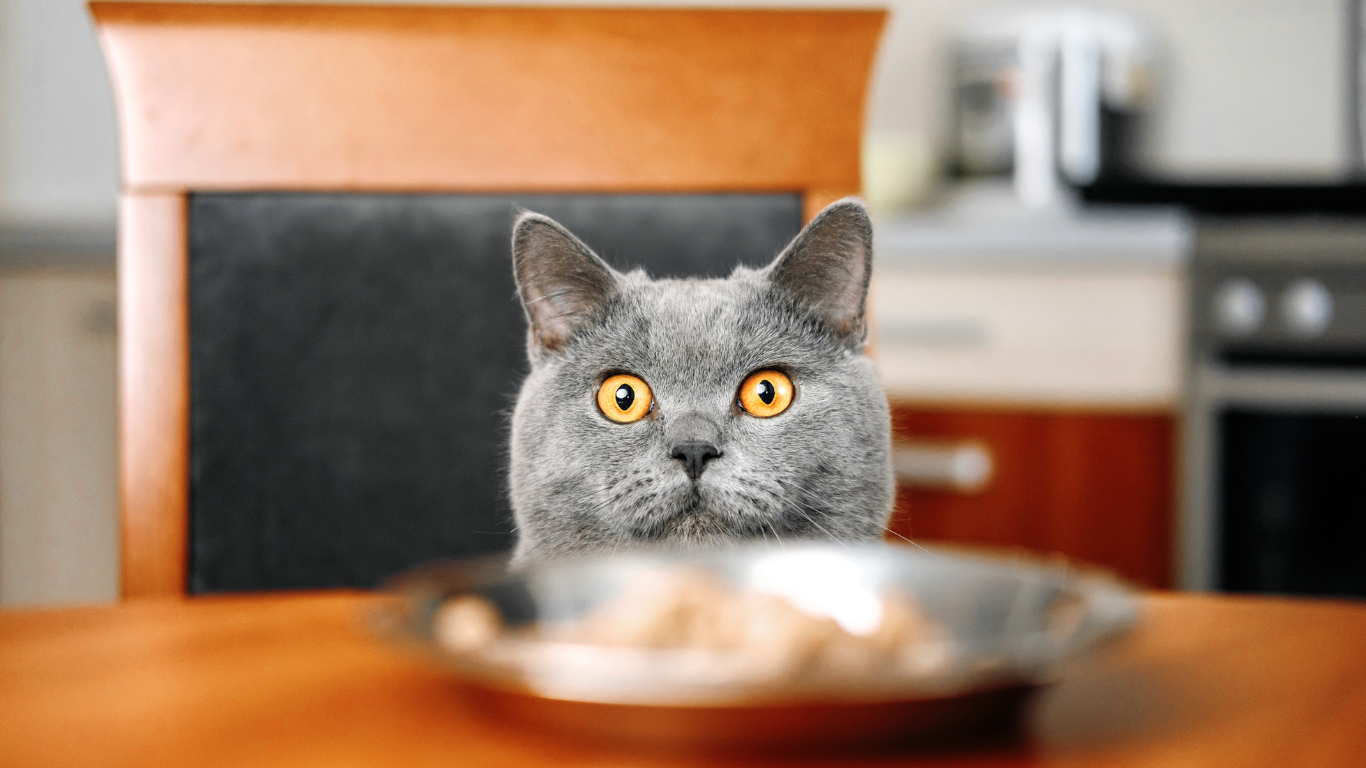 purina one test croquettes chat